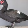 Warzenenten wildfarbig von Voßkord, Simon Preis sg 94 Pok1